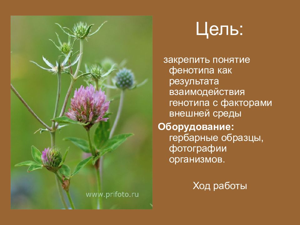 Род клевер и род чина. Практическая работа описания фенотипа растений. Описать фенотип растения. Описание фенотипов растений. Описание фенотипов животных.