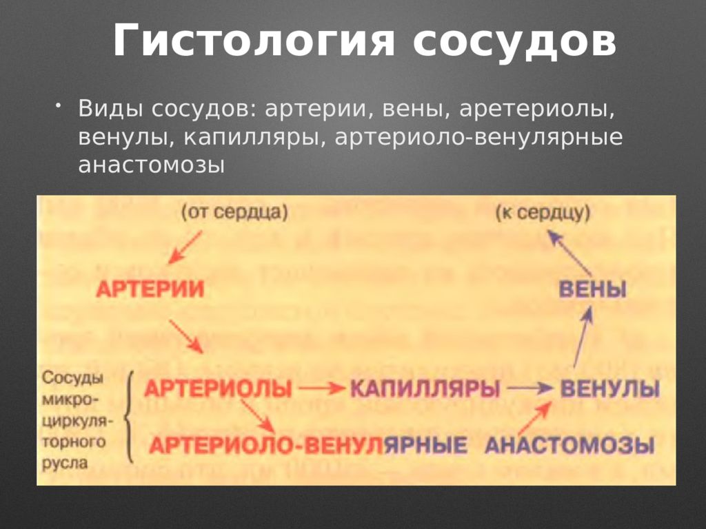 Виды сосудистых. Сосуды гистология. Артерии вены и капилляры гистология. Характеристика сосудов гистология.