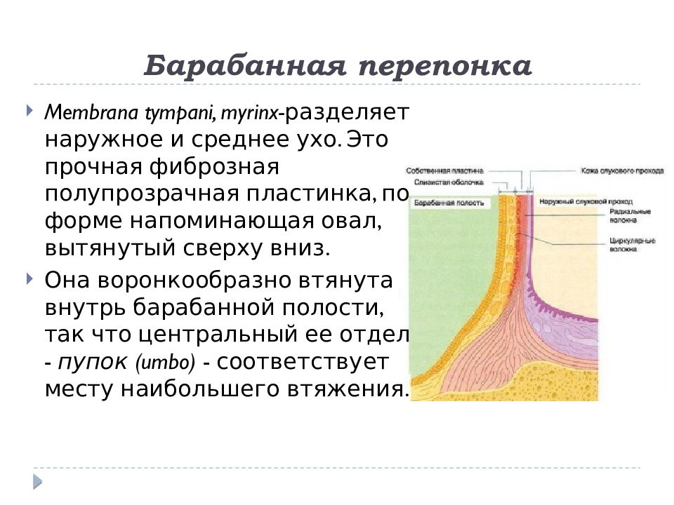 Барабанная перепонка отделяет наружное ухо. Барабанная перепонка строение. Функция барабанной перепонки у человека. Углубление барабанной перепонки.