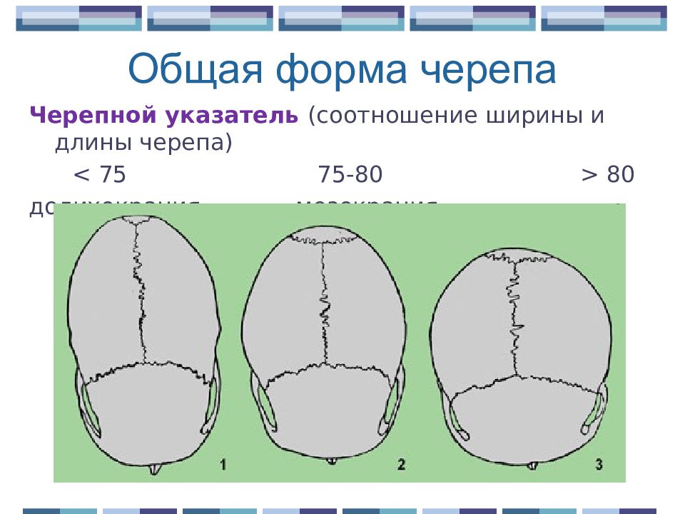 О чем говорят формы черепа. Форма черепа. Формы черепа человека. Формы черепа анатомия. Разновидности форм черепа.