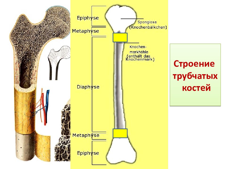 Строение кости 8 класс. Схема строения трубчатой кости. Строение трубчатой кости драгомилов.