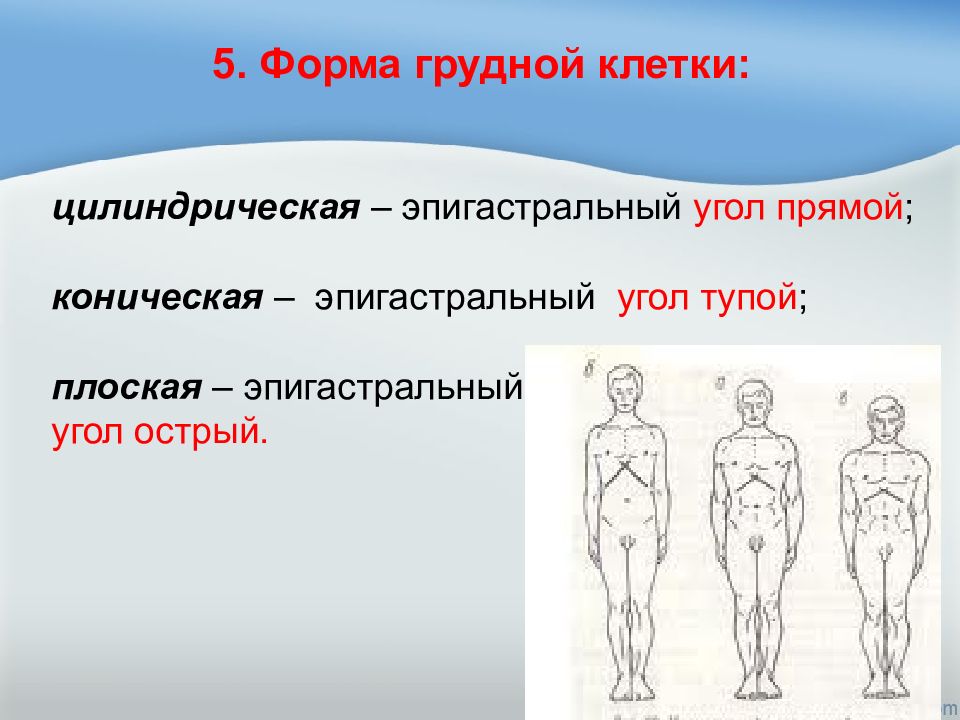 Соответствующая форма. Эпигастральный угол. Определение эпигастрального угла. Форма грудной клетки эпигастральный угол. Тупой эпигастральный угол.