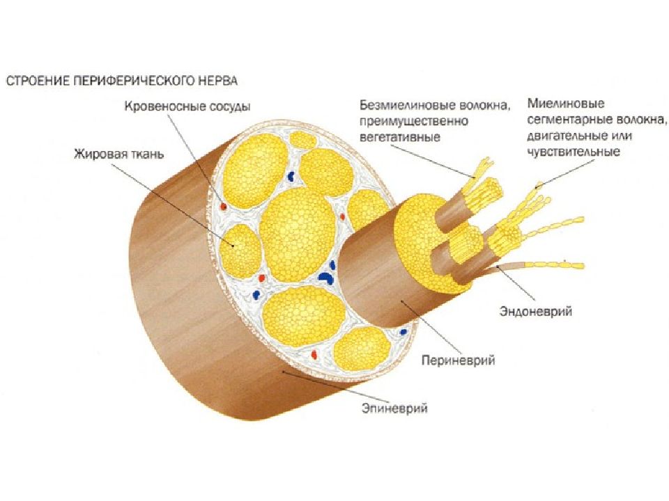 Схема строения нерва