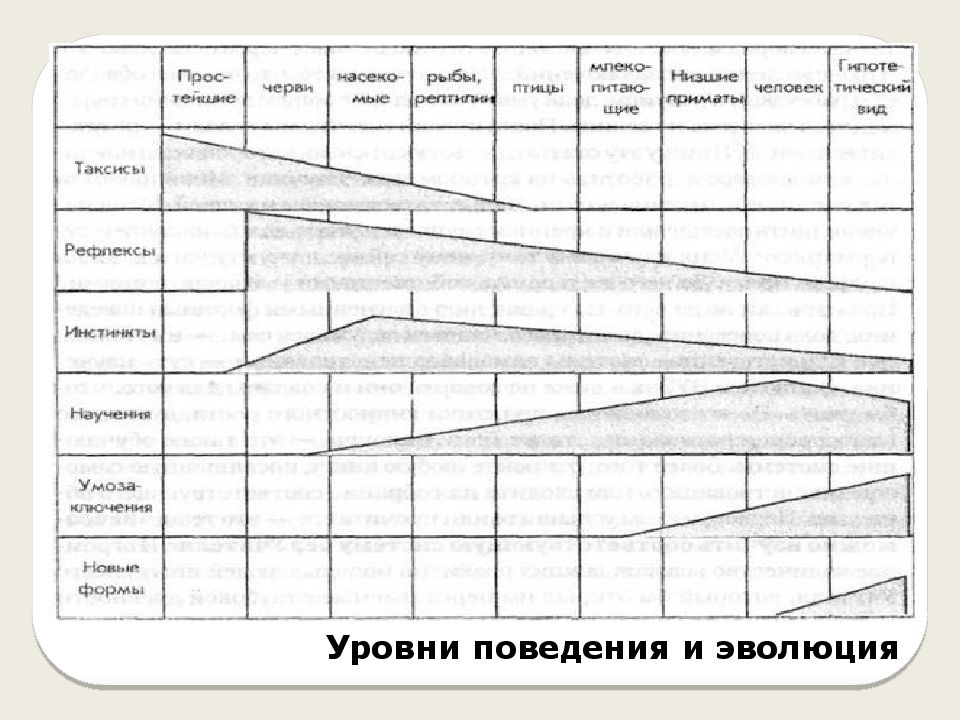 Поведение уровни поведения. Эволюция поведения. Уровни поведения. Уровни поведения человека. Типы и уровни поведения сложившиеся в процессе эволюции.