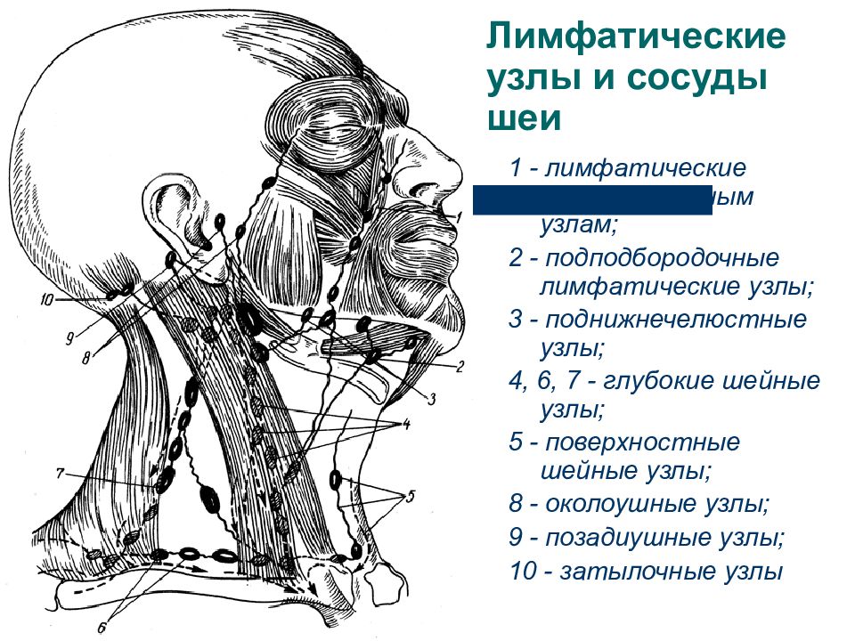 Схема лимфоузлов. Лимфатические сосуды и узлы шеи. Поверхностные лимфатические узлы головы и шеи. Группы лимфатических узлов области головы и шеи. Регионарные лимфатические узлы головы и шеи.