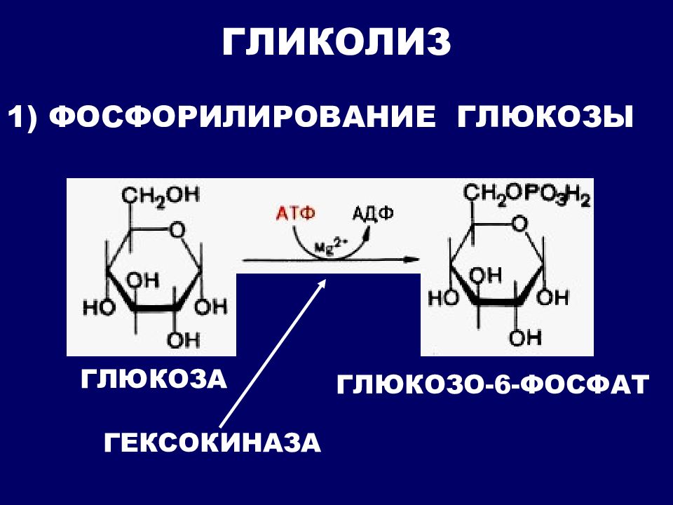 Гликолиз обмен. Фосфорилирование Глюкозы в глюкозо-6-фосфат. Фосфорилирование Глюкозы 6 фосфата. Глюкоза в глюкозо 6 фосфат. Глюкоза 6 фосфат гексокиназа.