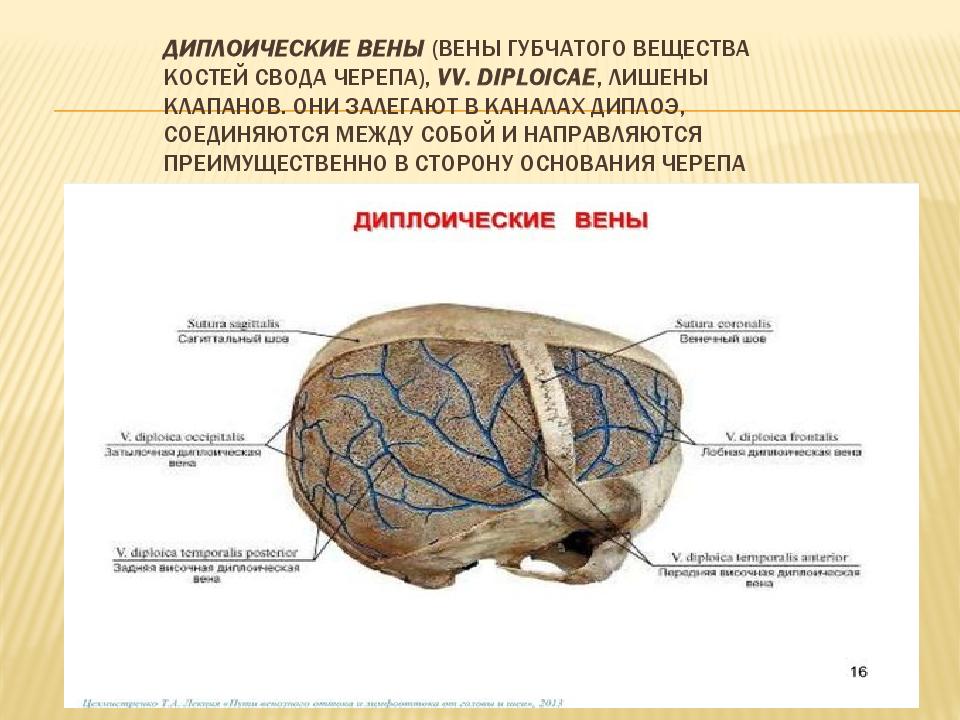 Венозный в черепе. Диплоические вены головного мозга. Диплоические и эмиссарные вены. Диплоические вены головы.