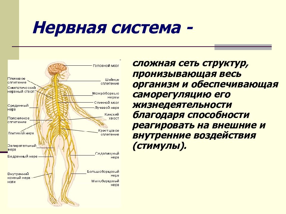 Нервная система -