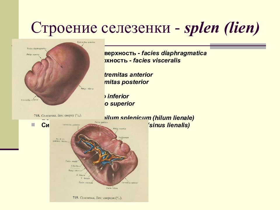 Селезенка анатомия презентация