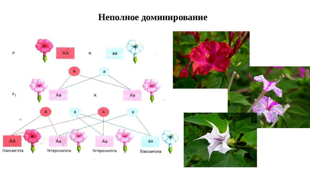 Промежуточное наследование презентация