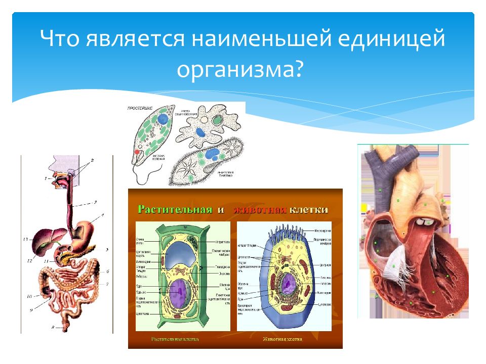 Изучите рисунок благодаря какому процессу образовалось такое многообразие изображенных организмов