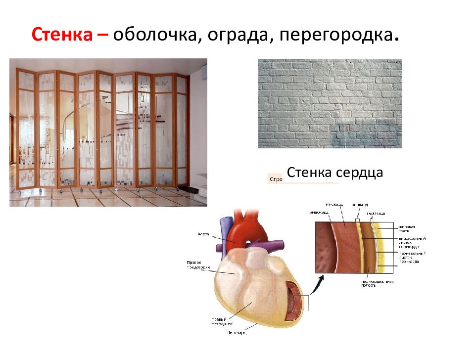 Оболочки стенки. Перегородочная стенка сердца. Стенка для слайда. Стены оболочки. Слайд стенка BLL.