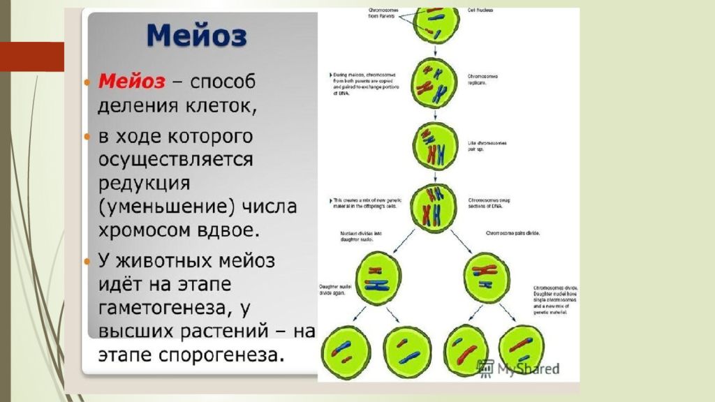 Презентация на тему деление клетки