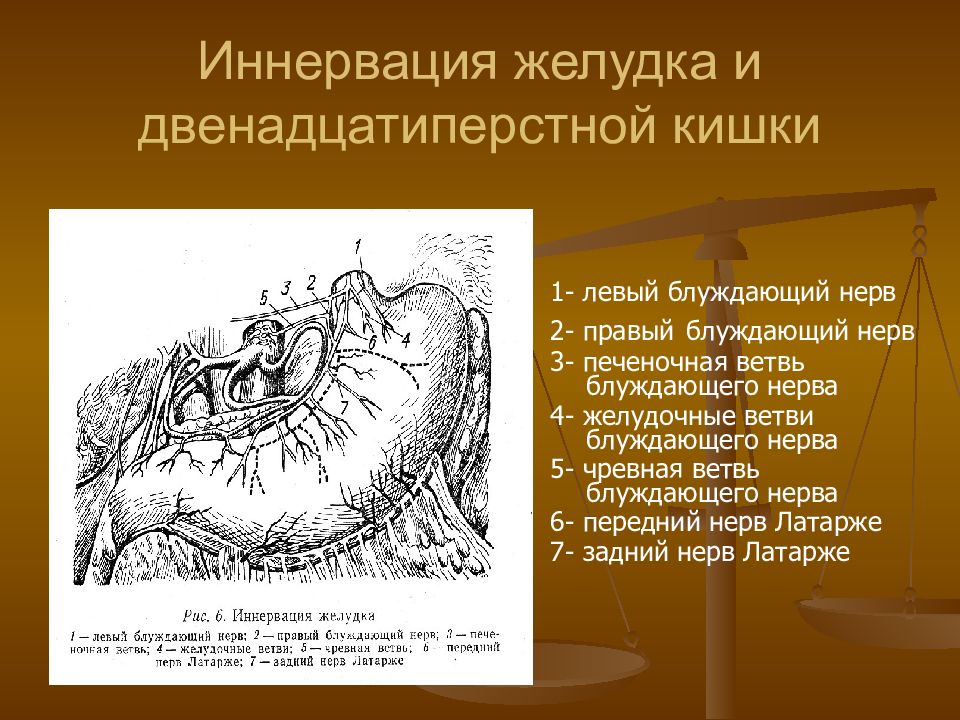 Кровоснабжение двенадцатиперстной кишки схема