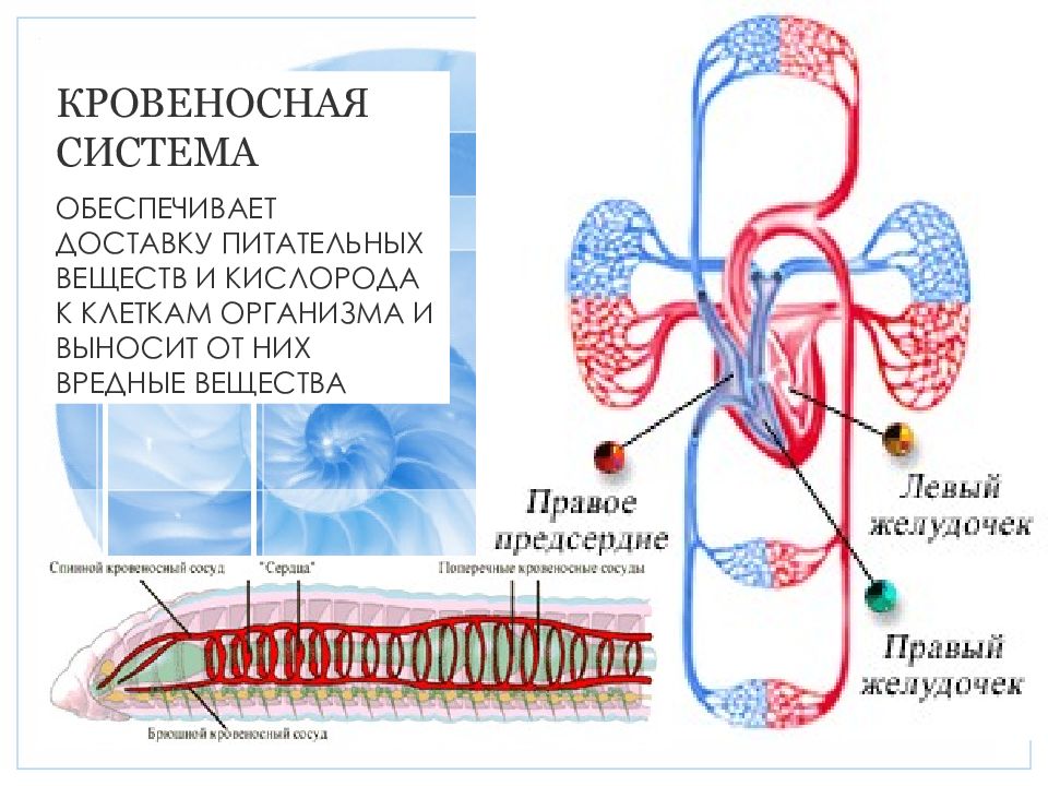 Организм единое целое презентация