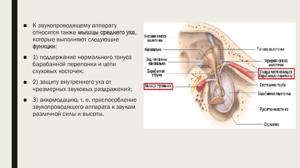 К звукопроводящему аппарату органа слуха относятся. Функции барабанной перепонки и слуховых косточек. Физиология звукопроводящей системы уха. Строение звукопроводящего аппарата. К элементам звукопроводящей системы уха относятся.