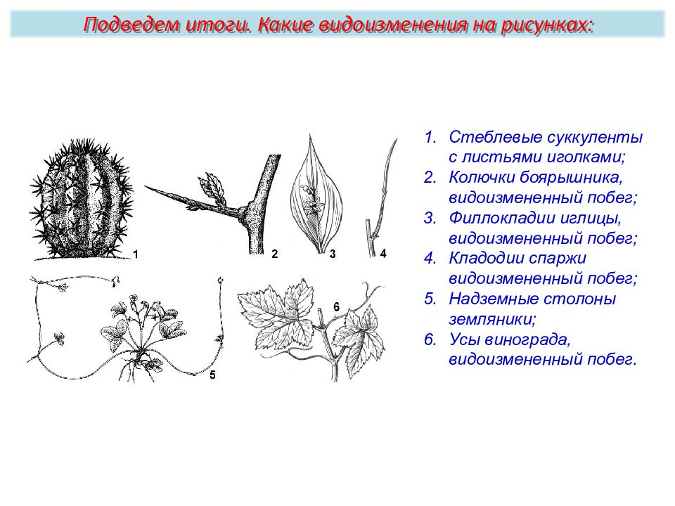 На рисунке изображен побег. Строение побега кактуса схема. Метаморфозы листа таблица с рисунками. Видоизменения листа. Лист строение метаморфозы.