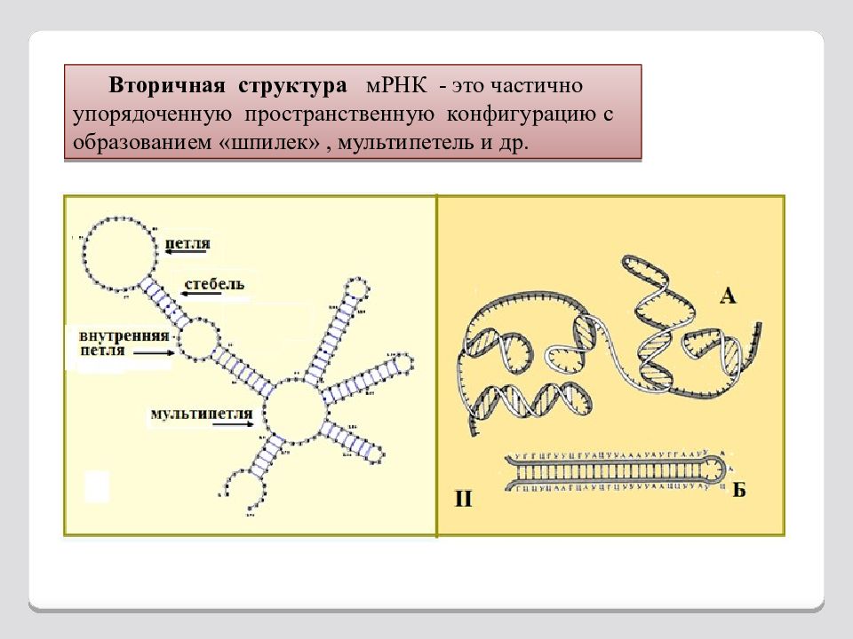Вторичная рнк. Вторичная структура матричной РНК. Матричная РНК строение. Строение вторичной структуры МРНК. Вторичная структура МРНК.
