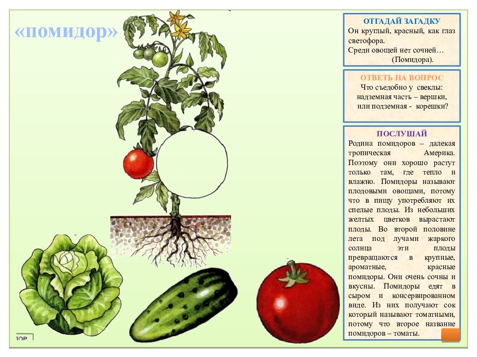 Игра вершки и корешки в картинках