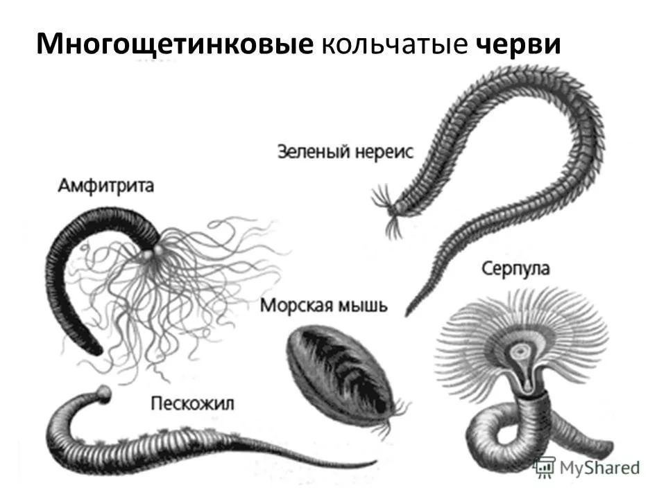 Примеры группы червей. Кольчатые черви представители. Тип кольчатые черви. Кольчатые черви черви представители. Тип кольчатые черви представители.