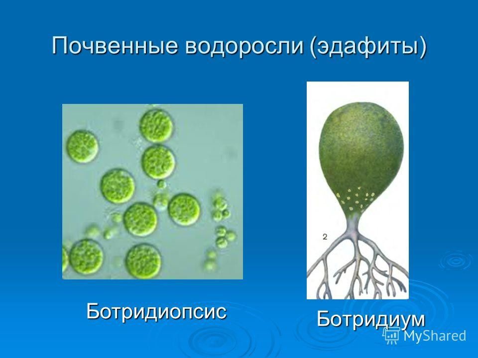 Наземно воздушные водоросли