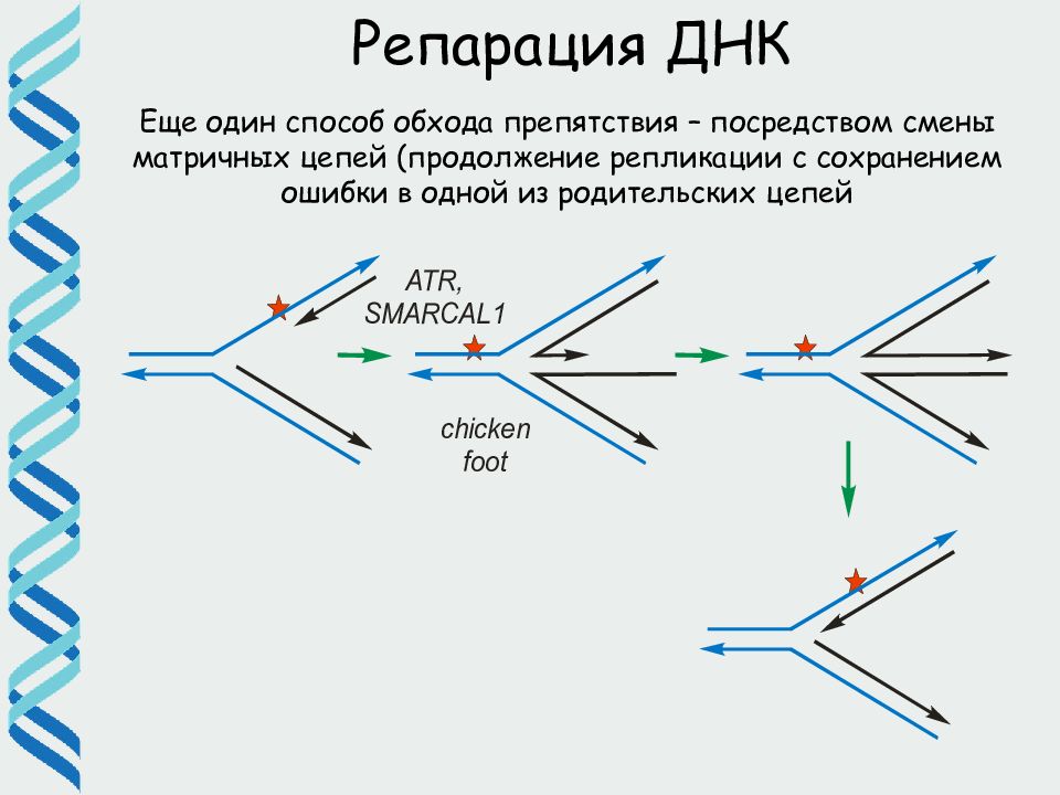 Репарация что это такое простыми словами. Репарация ДНК. Репликативная репарация. Репликация и репарация. Репарация ДНК И репликация ДНК.