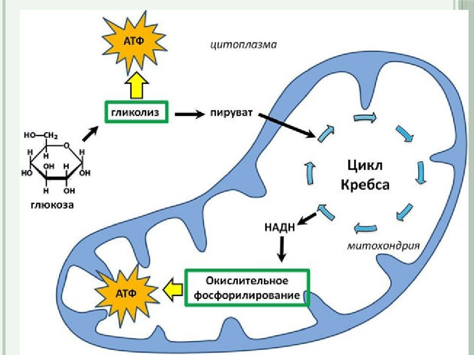 Энергетический обмен в клетке гликолиз и окислительное фосфорилирование презентация 10 класс