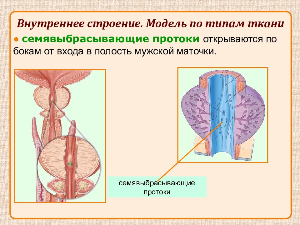 Наружные и внутренние мужские половые органы. Семявыбрасывающий проток открывается в. Семявыбрасывающий проток образуется. Семенной канал у мужчин где находится фото.