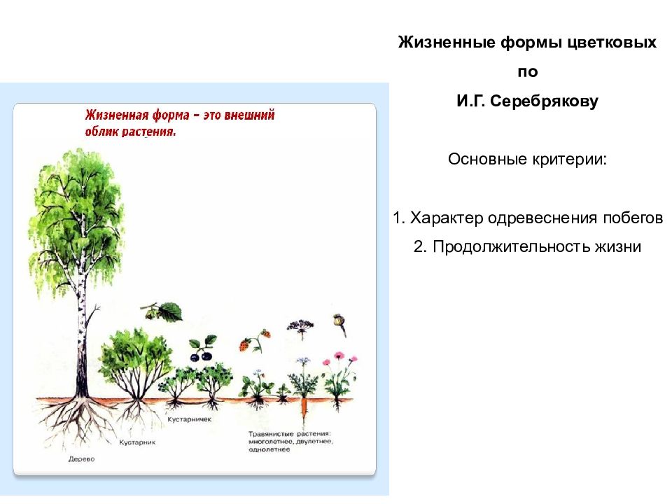 Используя рисунок 133 назовите основные жизненные формы цветковых растений