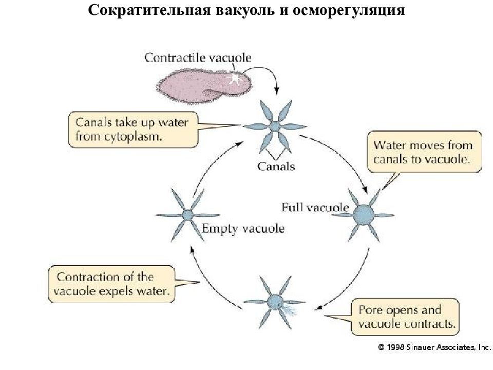 Сократительная вакуоль. Строение сократительной вакуоли. Сократительная вакуоль у простейших. Строение и работа сократительных вакуолей. Осморегуляция вакуоли.