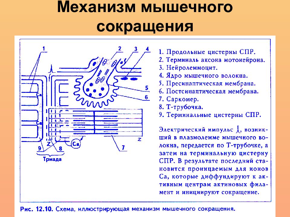 Механизмы мышц. Схема сокращения мышечного волокна. Процесс сокращения мышечного волокна схема. Механизм сокращения мышечного волокна. Механизм сокращения скелетного мышечного волокна.