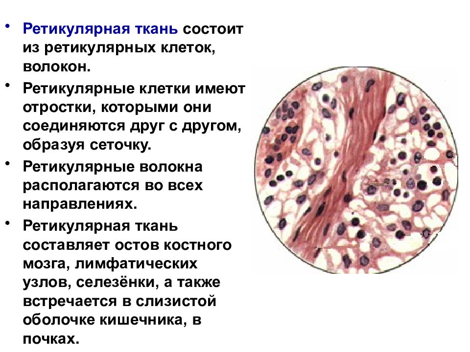 Рисунок ретикулярной ткани