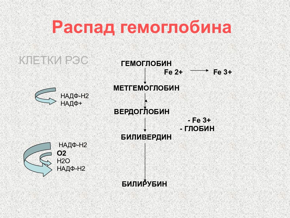 Этапы распада. Схема распада гемоглобина. Распад гемоглобина биохимия.