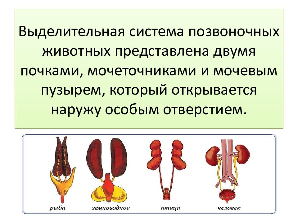 Эволюция выделительной системы у животных схема