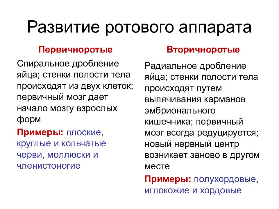 Первичноротые. Вторичноротые. Первичнорртые и втори чно. Вторичноротые животные.