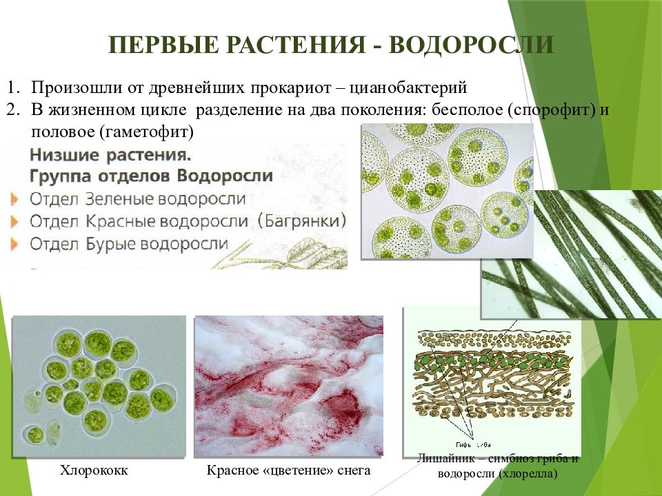 Теория биопоэза презентация