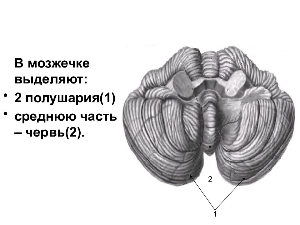 Задний мозг презентация