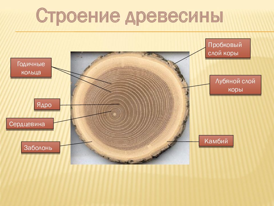 Причин слою. Годичные кольца древесины 5 класс биология. Строение слоя древесины. Строение годичного слоя древесины. Строение слоев дерева.