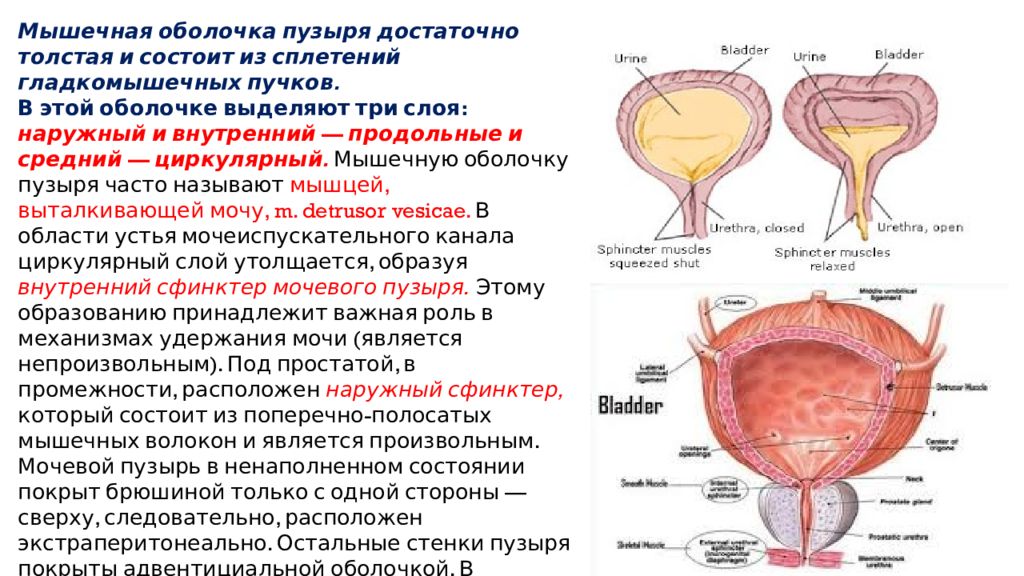 Сфинктер мочевого канала. Внутренний сфинктер мочевого пузыря. Строение стенки мочевого пузыря. Мышечная оболочка стенки мочевого пузыря. Мышечная стенка мочевого пузыря образована.