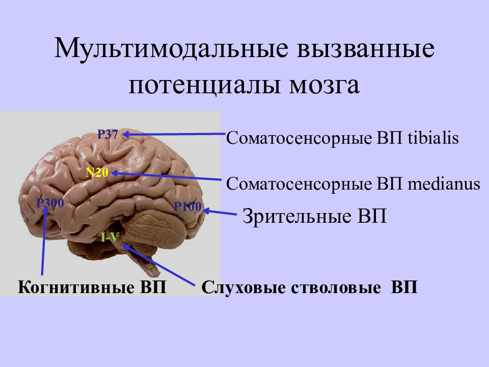 Вызванный исследования. Соматосенсорные вызванные потенциалы методика. Метод вызванных потенциалов головного мозга показания. Соматосенсорные вызванные потенциалы аппарат. Вызванные потенциалы мозга.