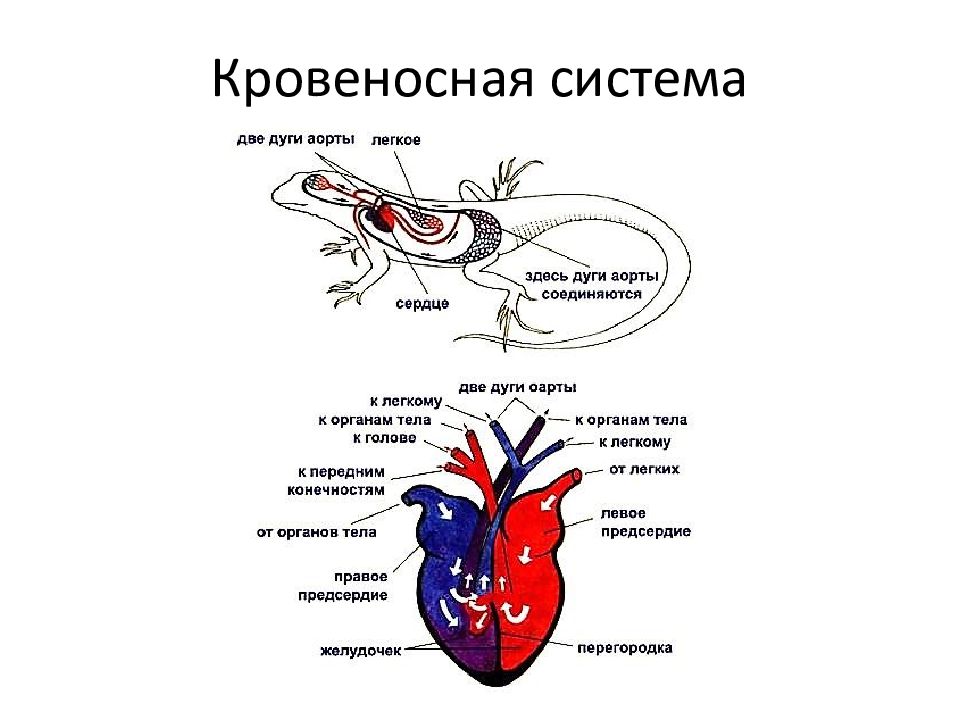 4 сердце пресмыкающихся состоит из. Кровеносная система пресмыкающихся. Кровеносная система рептилий. Кровяная система пресмыкающихся. Кровеносная система рептилий схема.