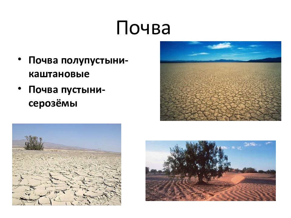 Особенности почв полупустынь. Полупустыни пустыни почва почва. Почва пустыни- серозёмы. Почвы пустынь и полупустынь в России. Рельеф пустыни и полупустыни.