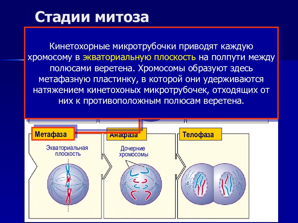 Хромосомы в экваториальной плоскости. Прометафаза набор хромосом. Значение митоза. Сохранение индивидуальности хромосом в клеточном цикле. Комплементарность в митозе.