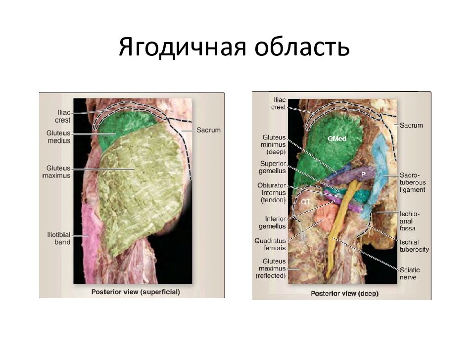 Центр анатомия