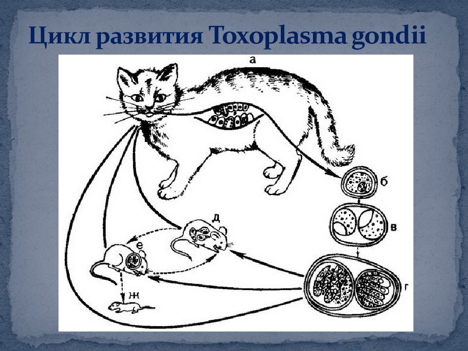 Жизненный цикл токсоплазмы схема