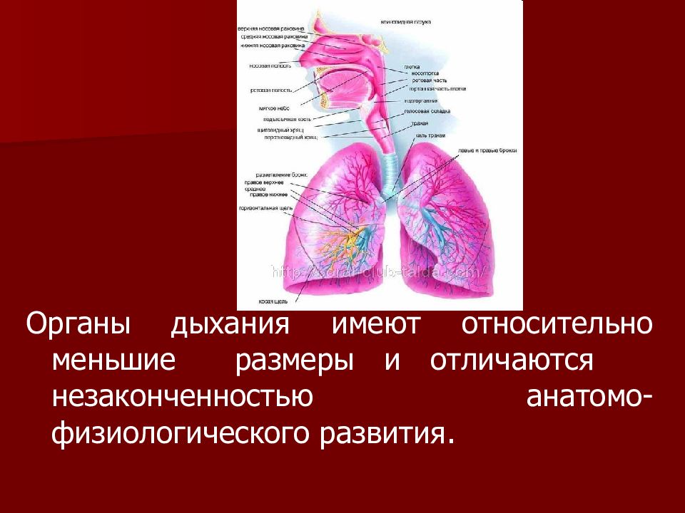 Анатомо-физиологические особенности органов дыхания. Анатомо-физиологические особенности дыхательной системы.