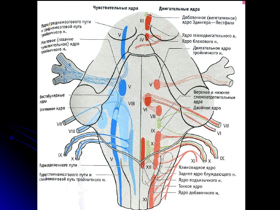 Ядра черепных нервов расположены. Проекция ядер на ромбовидную ямку. Двигательное ядро тройничного нерва. Проекция ядер черепно-мозговых нервов. Проекция ядер тройничного нерва.