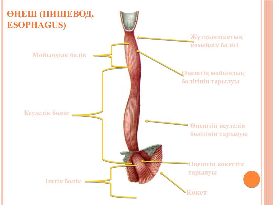 Пищевода студфайл. Пищевод анатомия человека. Структура пищевода. Анатомические структуры пищевода.
