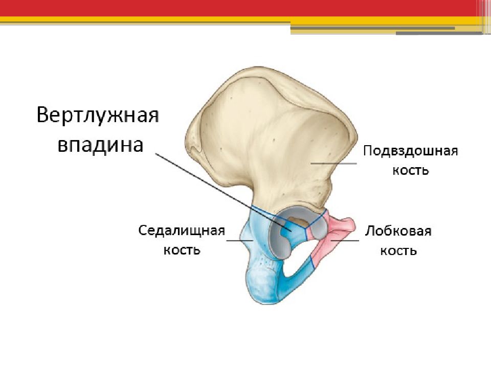 Кости таза схема