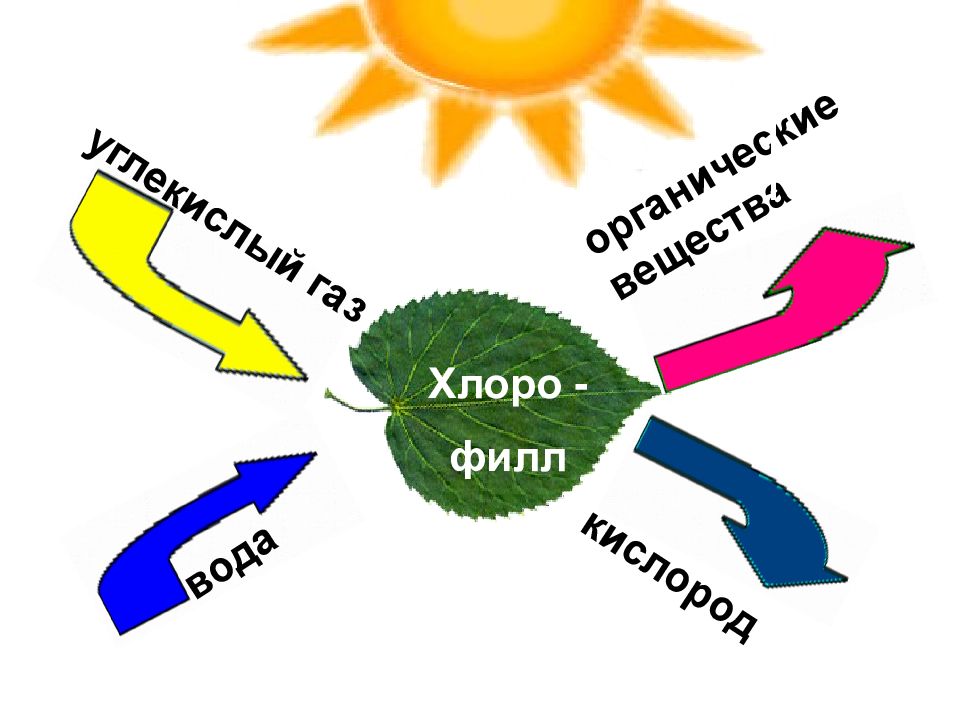 Фотосинтез картинка для детей